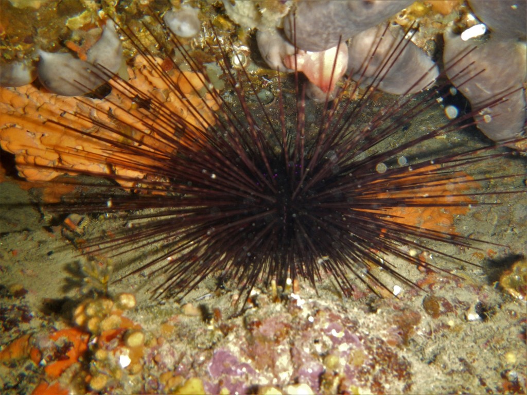 Centrostephanus longispinus